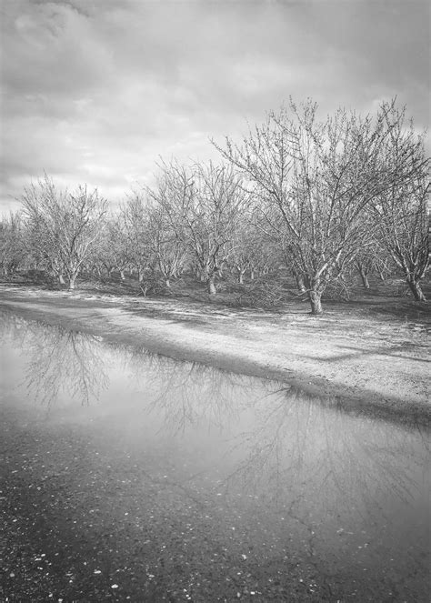 After The Rain Instant Download Black And White Photography Print