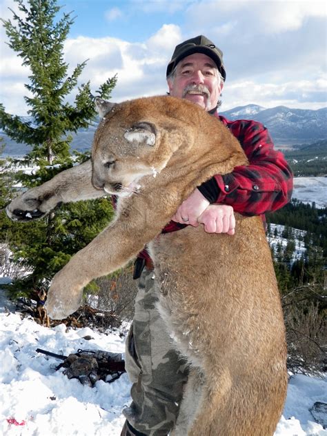 Best Montana Mountain Lion Hunts Montana Hunting Outfitter