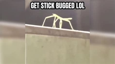 Get Stick Bugged Lol Memespedia Fandom