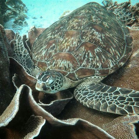 Sea Turtle | Sea turtle, Turtle, Turtle love