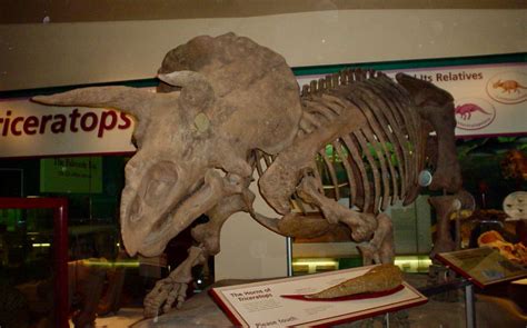Triceratops Skeleton At The Fossil Hall National Museum Of Natural