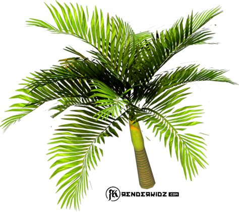 Download Palm Tree Emoji Png Palm Tree Palm Trees Psd Clipartkey