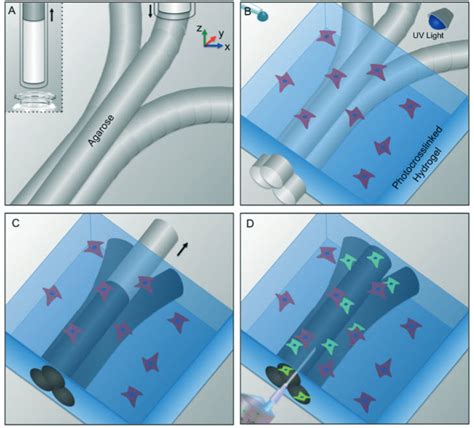 3d Bioprinting Improved Artificial Blood Vessels Laptrinhx