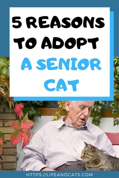 5 Reasons To Adopt A Senior Cat