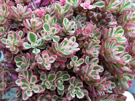 Pink Succulent Sedum Spurium Tricolor Stock Photo Adobe Stock