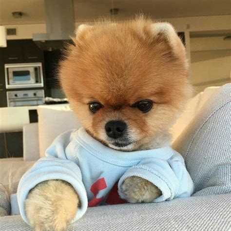 Teacup Pomeranian Real Truth Behind The Miniature Pomeranians