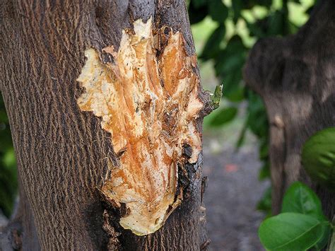 Summer Tree Care Identifying Common Tree Diseases In Summer Part 5