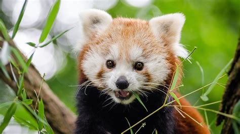 Red Panda Cute Wallpapers Top Free Red Panda Cute Backgrounds