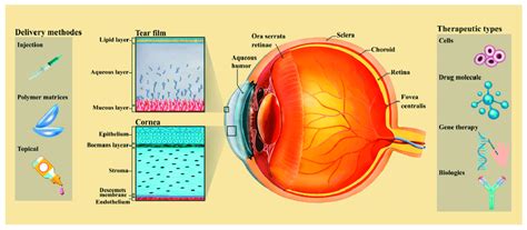 Schematic Images Of Five Layer Of Human Cornea Structure And Overview