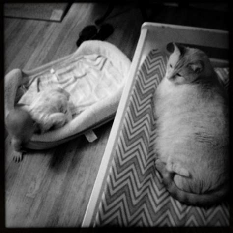 Baby In The Cat Bed And Cat In The Baby Bed Parenting Crazy