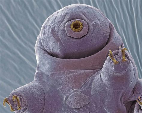 10 Tardigrade Facts That Will Astound You