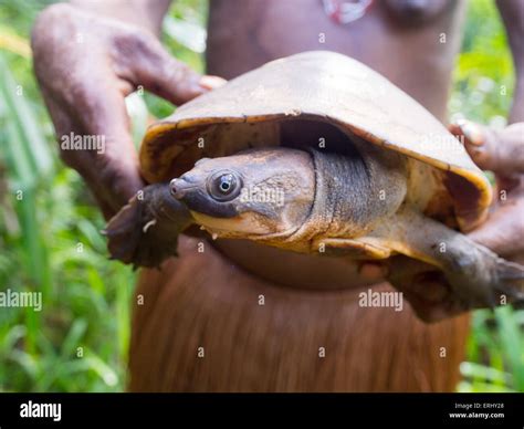 Wild Turtle Caught In The Jungle Laying Upside Down Stock Photo Alamy