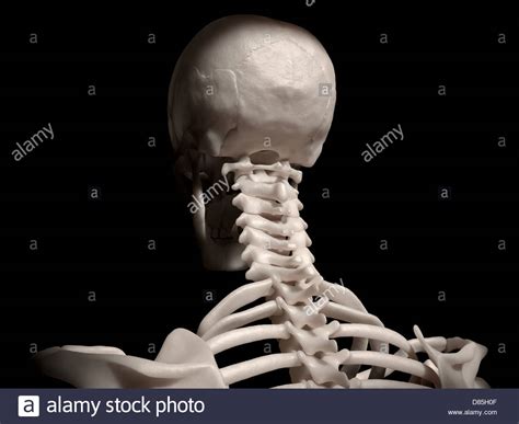 Digital Medical Illustration Posterior Back View Of Human Skull