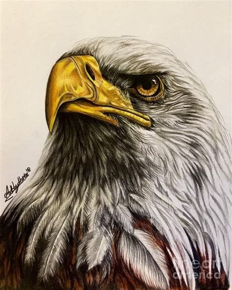 Eagle Drawing Bald Eagle By Art By Three Sarah Rebekah Rachel White