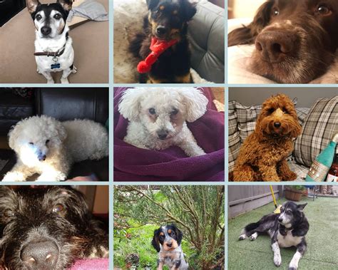 We're staying Paws-itive in Lockdown. | Dog Friendly Pubs