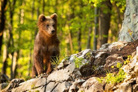 Young Brown Bear Standing In Forest With Sunlight Stock Image Image