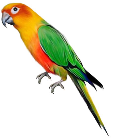 Parrot Clipart Green Cheek Conure Parrot Green Cheek Conure