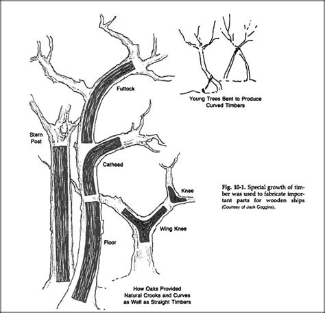 These Strangely Bent Trees Were Ancient Native American Gps Core77