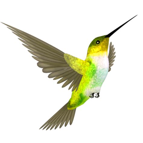 Hummingbird Png Transparent Image Download Size 800x800px