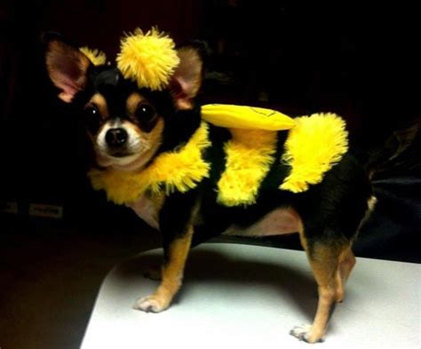 14 Chihuahua Costumes That Will Definitely Make You Laugh Page 2 Of 3