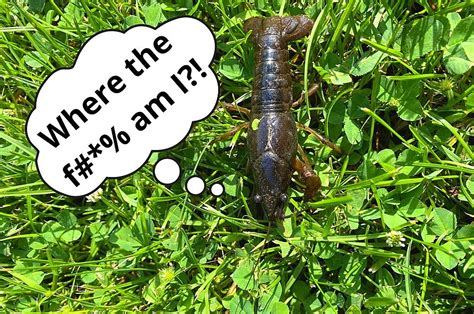 Mystery Hudson Valley Residents Finding Crayfish On Their Lawns