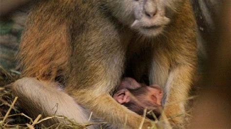 Web Cam Of Patas Monkeys At Rosamond Ford Zoo Wstm