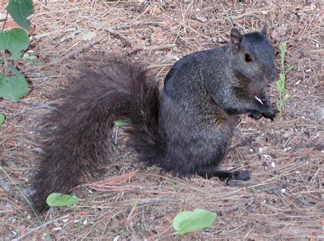 How Michigan Squirrels Boost Conservation Work Across The State