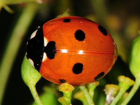 Seven-spotted Lady Beetle | Vermont Atlas of Life