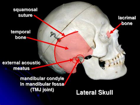 Ppt Axial Skeleton Skull Tutorial Powerpoint Presentation Free