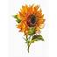 Antique Images Free Flower Graphic Sunflower Clip Art Of 2 Victorian 