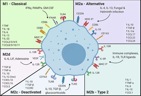 Frontiers Mechanisms Of Macrophage Plasticity In The Tumor