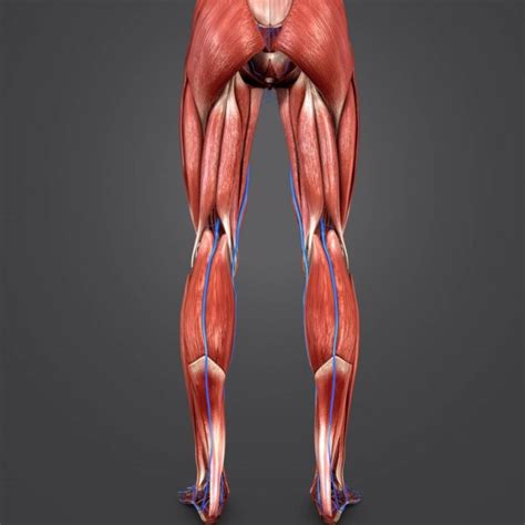 Muscular System Posterior Anatomy Of Male Muscular System Posterior