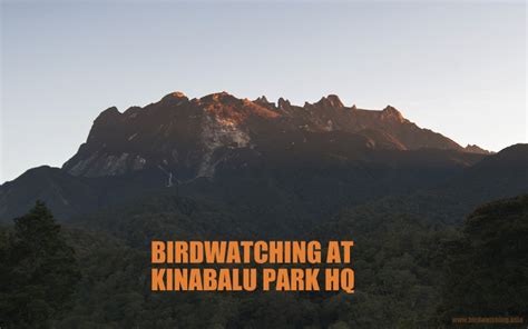 Birdwatching At Kinabalu Park Hq Part 2 General Information Bird