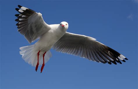Free Images Bird Wing Seabird Seagull Beak Flight Publicdomain