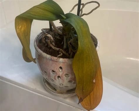 How To Revive An Orchid The Best Tips And Tricks Swipe Garden