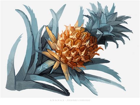· Botanical Illustrations · Botanical Illustration Illustration