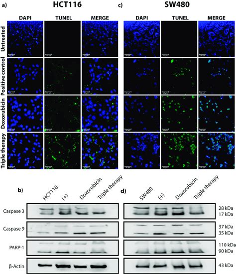 triple therapy induces cell death by apoptosis in hct116 and sw480 crc download scientific