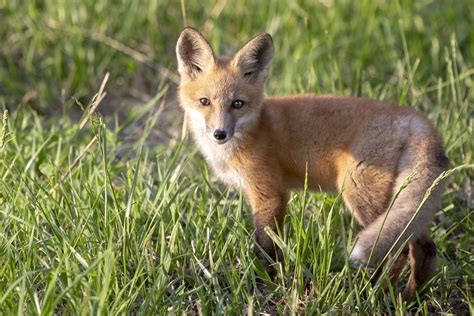 Baby Fox Discover Naturefield Guide