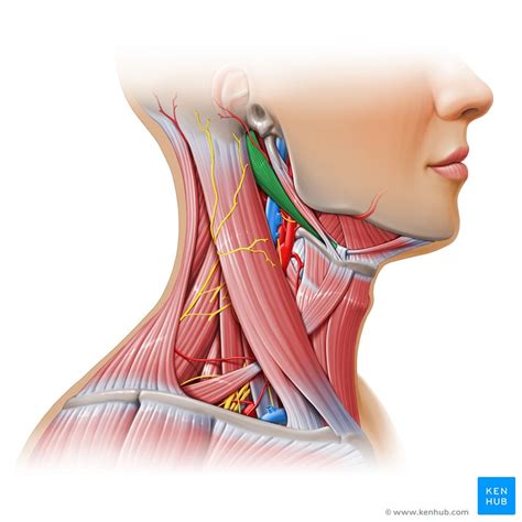 The carotid arteries are a pair of blood vessels located on both sides of your neck that deliver blood to your brain and head. Carotid triangle: Anatomy | Kenhub