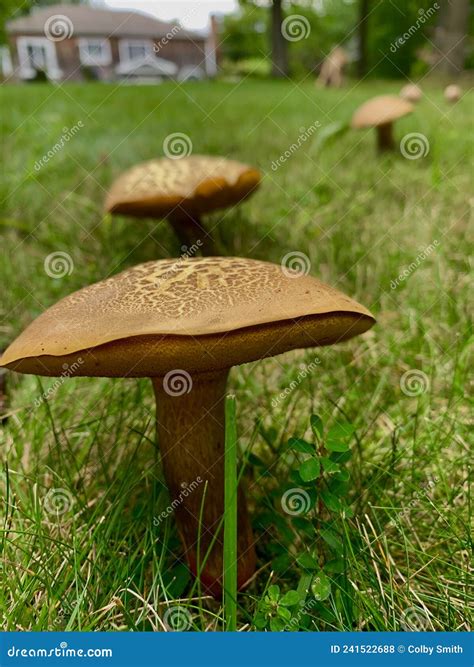 Cluster Of Mushrooms Growing On A Green Grassy Lawn Stock Photo Image