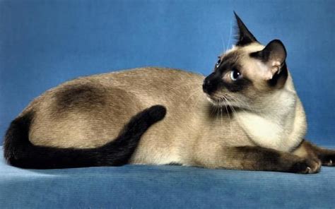 What Are The Different Breeds Of Siamese Cats Thomas Willeys