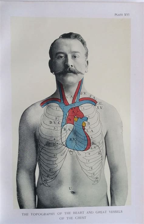 Soft shoulder and varied terrain. Antique 1900s Medical Diagram Scientific Print Human ...