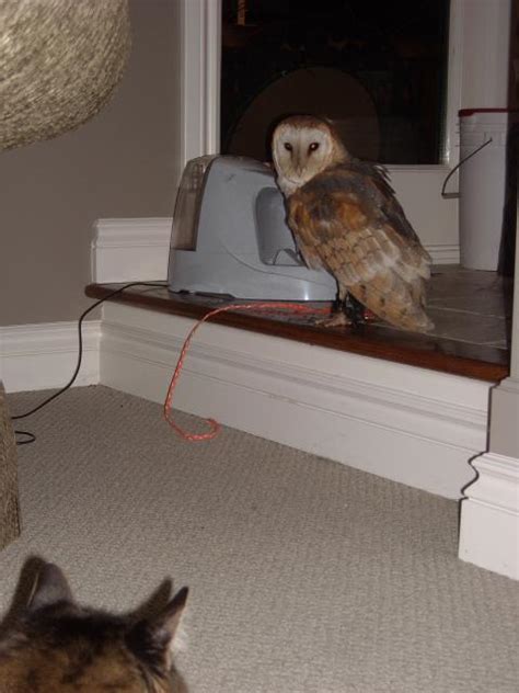 They tend to occur in large, unfragmented blocks of mature forest, possibly because old woodlands support a higher diversity of prey and are more likely to have large cavities suitable for. Do owls eat road kill? - Page 3