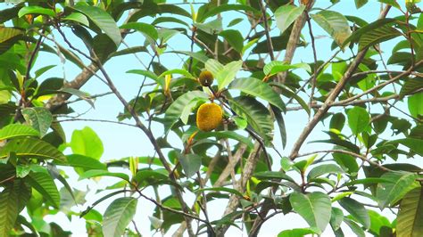 Anjili Chakka Artocarpus Hirsutus Fruit Kerala De Kochi