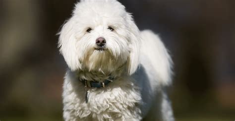 Coton De Tulear Dog Breed Information Breed Advisor
