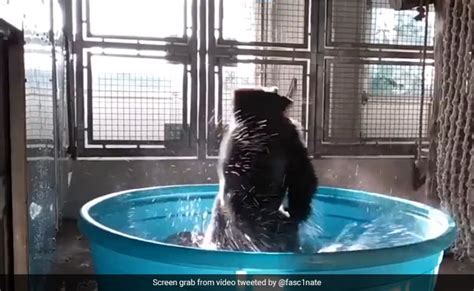 Old Video Of Gorilla Dancing In A Tub Goes Viral Again Internet Amused