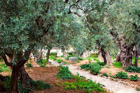 5 Best Olive Trees For Landscaping Incl Arrangement Tips Oliviada