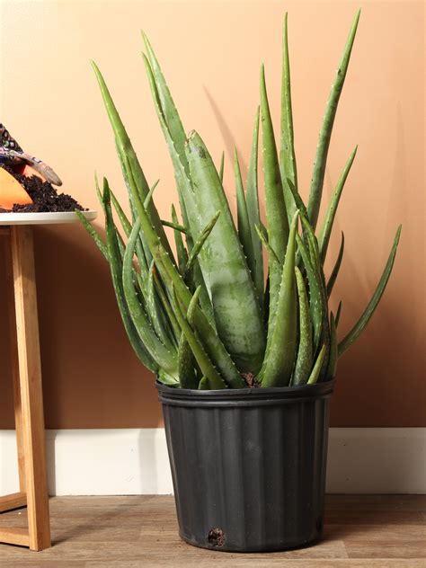 Large Aloe Vera Dahing Plants
