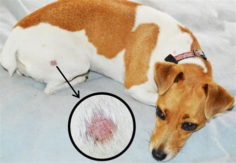 Ringworm In Dogs Great Pet Care