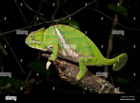 Two Banded Chameleon Hi Res Stock Photography And Images Alamy